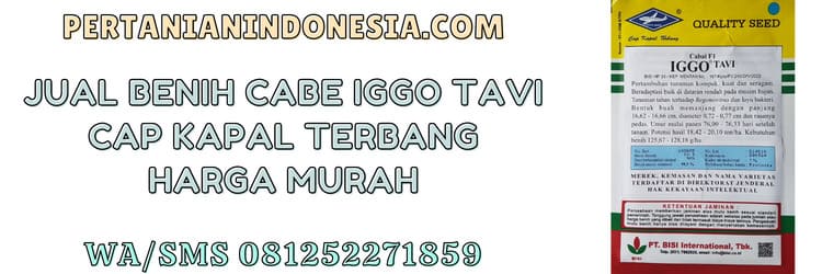 bisi,jual,murah,pertanian indonesia,cabe iggo tavi,cabai